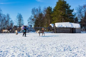 Explore las maravillas invernales de la Laponia finlandesa